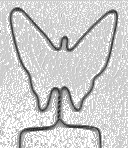 Wire Butterfly #17